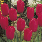 Tulipàn tardío 'Kingsblood'